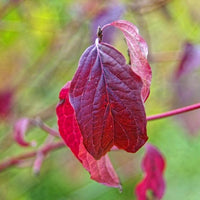 Rotes Blatt des Strauchs roter Hartriegel