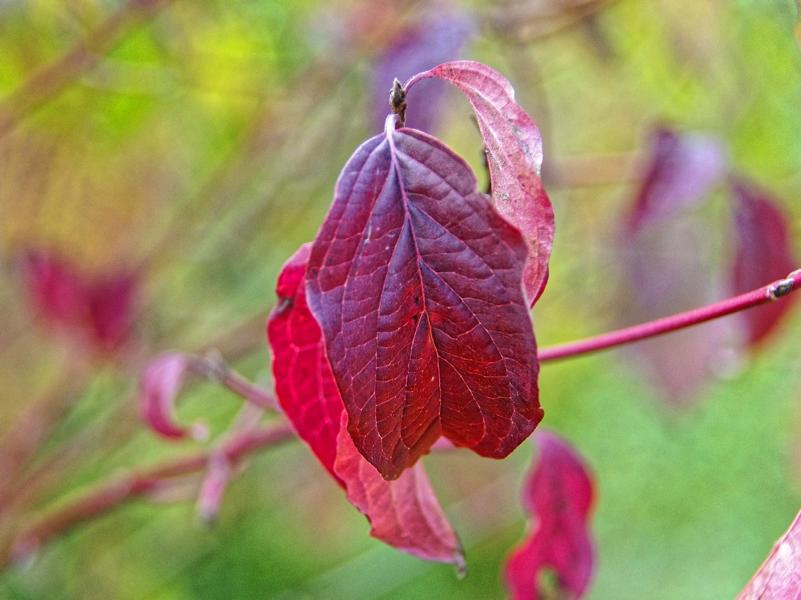 Rotes Blatt des Strauchs roter Hartriegel