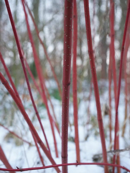 Rote Zweige des roten Hartriegels in einer Winterlandschaft