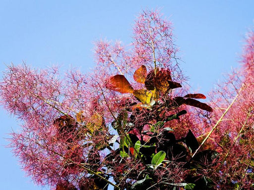 Rote und grüne Blätter des Perückenstrauchs und lange seid-flaumige Blütenstiele