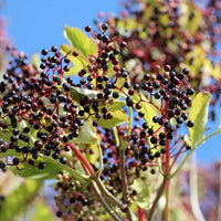 Kleine rot-schwarze Holunderbeeren an einem Zweig