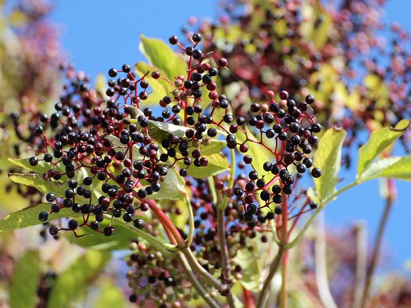 Kleine rot-schwarze Holunderbeeren an einem Zweig