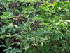Holunderstrauch mit länglichen grünen Blättern und kleinen schwarzen Holunderbeeren