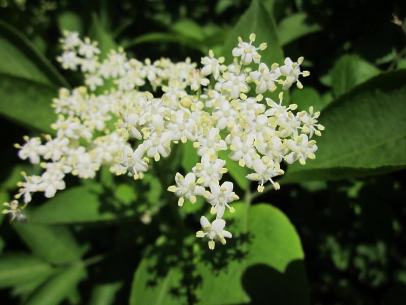 Kleine weiß-gelbe Holunderblüten mit sattgrünen Blättern des schwarzen Holunders