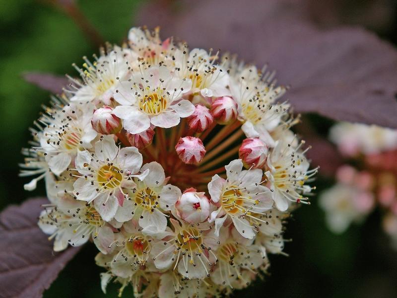 Cremeweiße Blüten mit gelber Mitte des Teufelsstrauchs und einige weiß-rötliche, geschlosseneKnospen