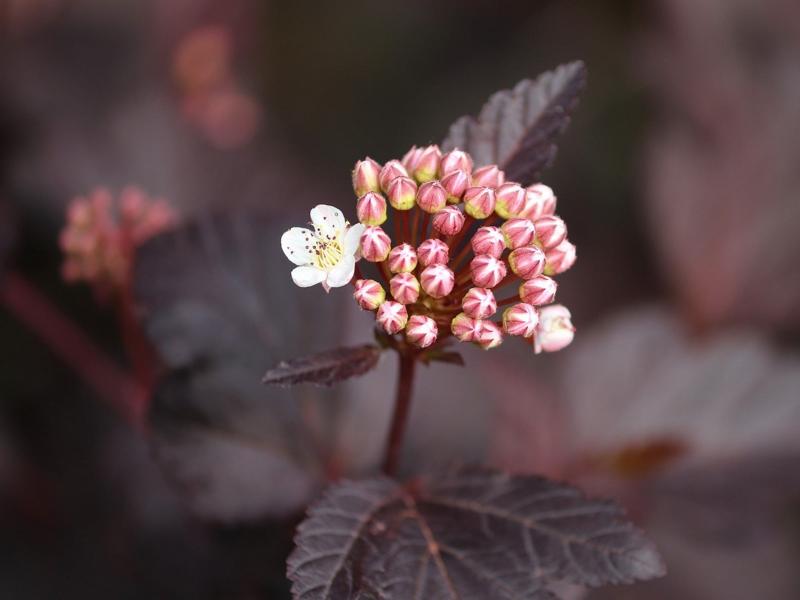 weiß-rosa Knospen des Teufelsstrauch mit dunkelroten Blättern