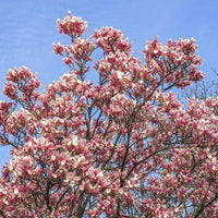 Großer Tulpen-Magnolienstrauch mit vielen Zweigen und vielen weiß-pinken Blüten