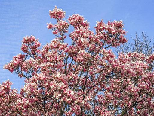 Großer Tulpen-Magnolienstrauch mit vielen Zweigen und vielen weiß-pinken Blüten