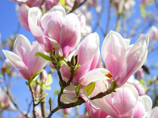 Große, rose-weiße Blüten und kleine hellgrüne Blätter der Tulpen-Magnolie