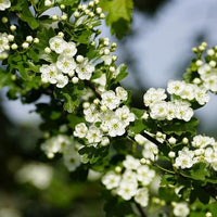 Weißdorn Zweig mit kleinen weißen Blüten und grünen Blättern