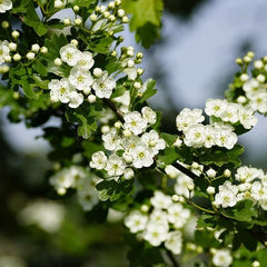 Weißdorn Zweig mit kleinen weißen Blüten und grünen Blättern