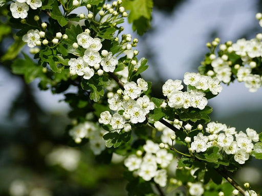 Weißdorn Zweig mit kleinen weißen Blüten und grünen Blättern