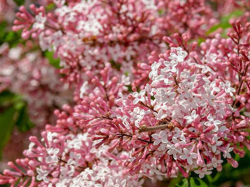 Zweig des Zwerg Duftflieders mit vielen rosa-pinken und weißen kleinen Blüten und Knospen