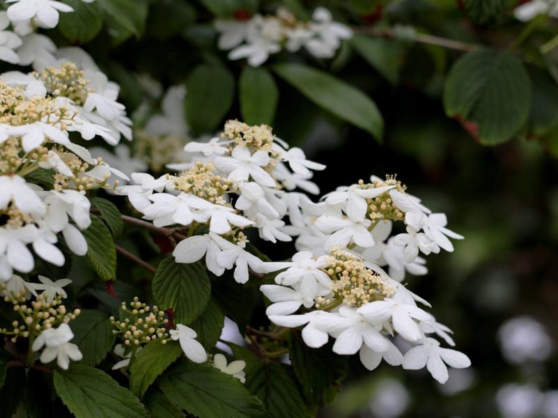 silber-weiße Blüten des Zwergschneeballs mit blassgelben Knospen, die in Dolden zusammenstehen, ovale grüne Blätter