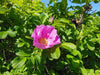 Rosa Blüte einer Apfelrose umgeben von frischem, grünem Blattwerk