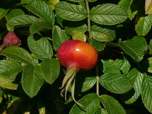 Leuchtend rote, reife Hagebuttenfrucht einer Apfelrose, umgeben von frischem, grünen Blattwerk