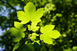 Frische grüne Blätter eines Bergahorns von Sonnenlicht angestrahlt