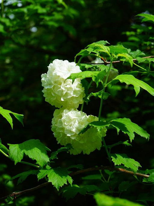 Weiße Blüten des gefüllten Schneeballs umgeben von grünen Blättern
