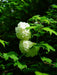 Weiße Blüten des gefüllten Schneeballs umgeben von grünen Blättern