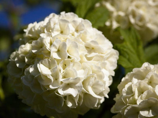 Weiße Blüte des gefüllten Schneeballs in Nahaufnahme mit vielen kleinen weißen Blättern