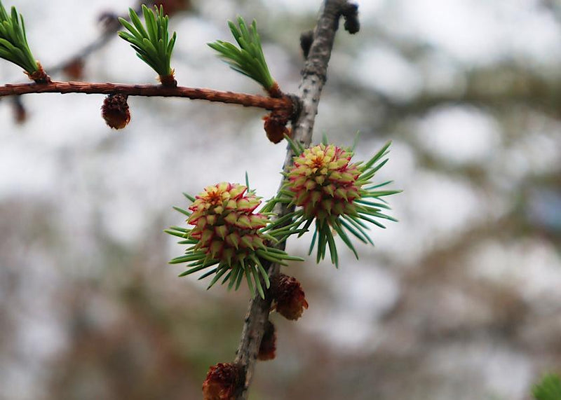 Der Zweig einer Japanischen Lärche mit frischen grünen Nadeln und gelblich-roten Zapfen