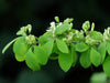 Der Zweig der Roten Heckenkirsche mit kleinen frisch-grünen Blättern und vielen kleinen, hellgrünen Blüten besetzt