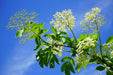 Der Zweig des Schwarzen Holunders mit grünem Blattwerk und vielen kleinen, weißen Blüten vor blauem Himmel