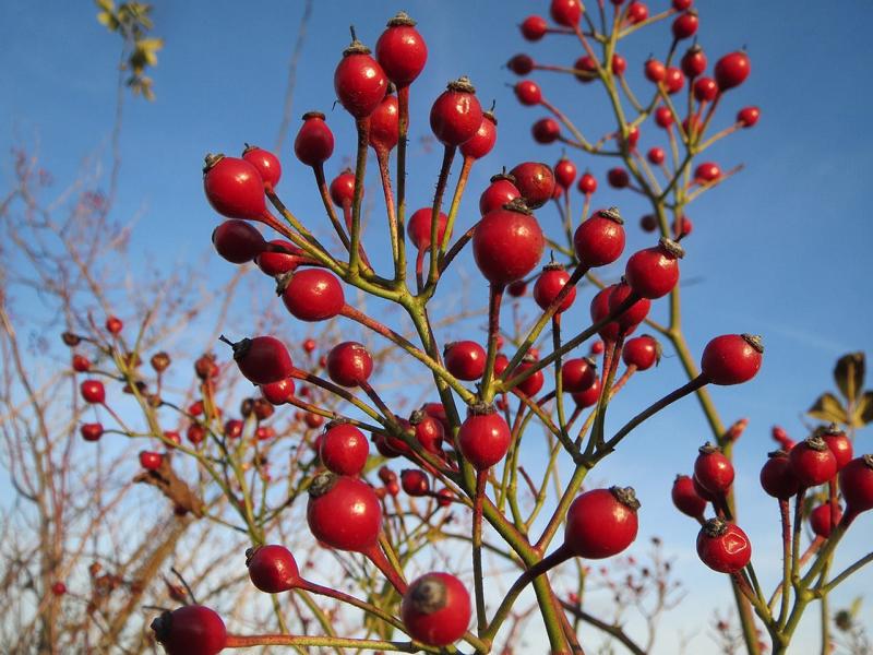 Viele kleine, leuchtend rote Hagebutten der Vielblütigen Rose vor blauem Himmel
