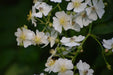 Viele kleine, weiße Blüten einer Vielblütigen Rose mit gelbem Blütenstempel