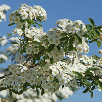 Zweig der Prachtspier mit kleinen weiß-gelben Blüten