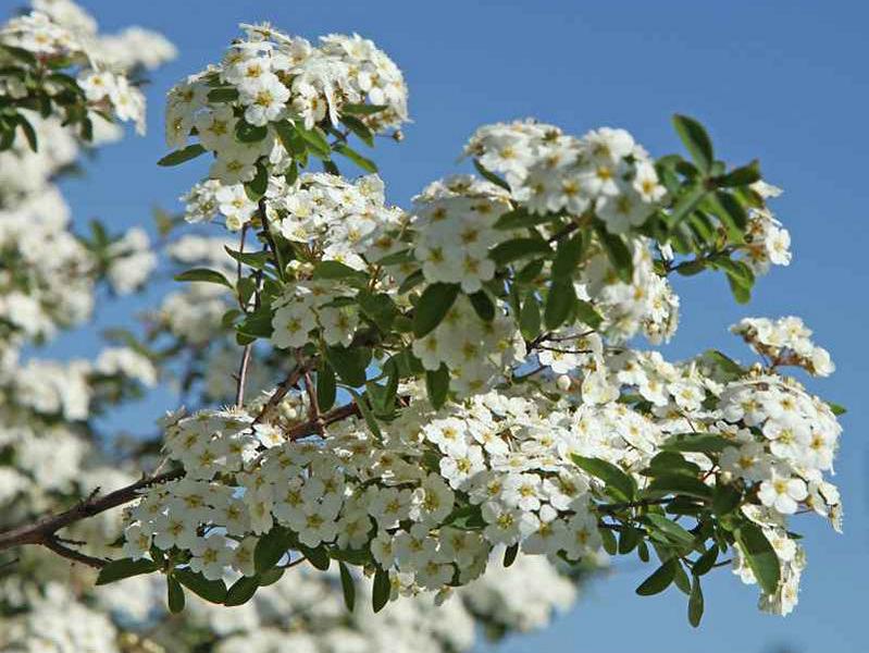 Zweig der Prachtspier emit kleinen weiß-gelben Blüten